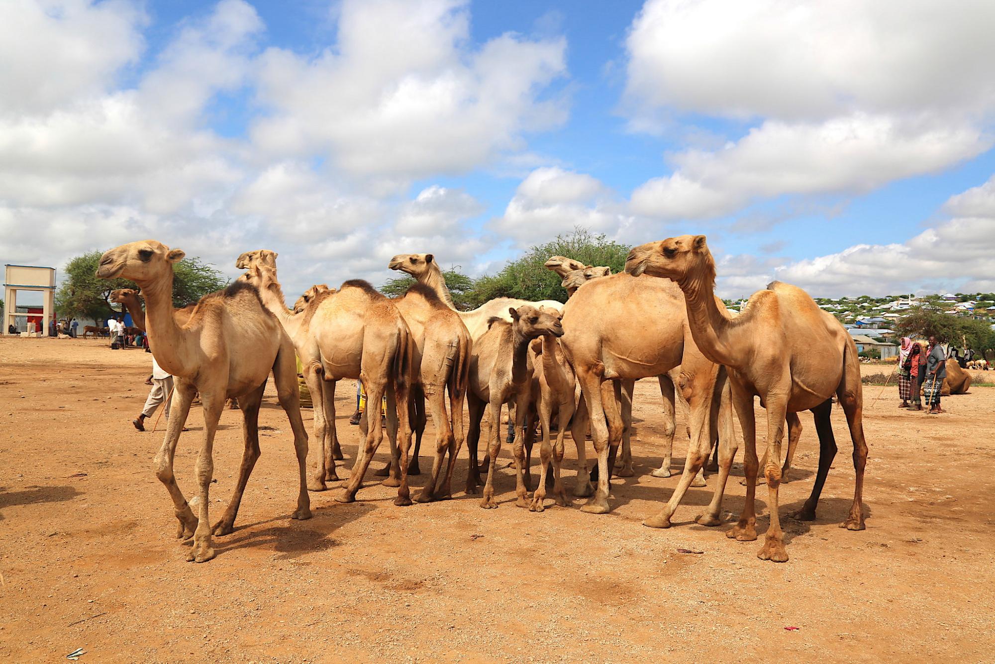 Arid northern Kenya near Wajir